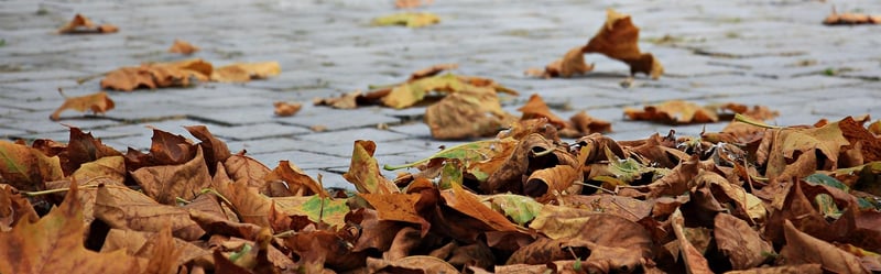 Autumn Vibes